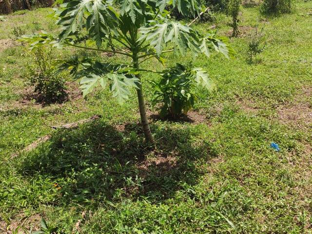 #1200 - Chácara para Venda em Rio Claro - SP - 3