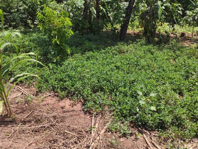 Chácara para Venda em Rio Claro - 4