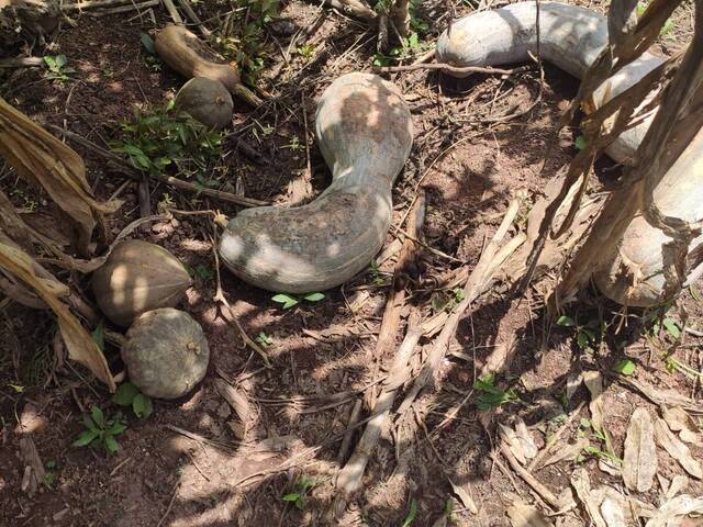 Chácara para Venda em Rio Claro - 5